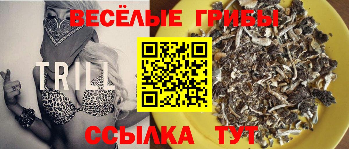Галлюциногенные грибы Psilocybine cubensis Гусиноозёрск